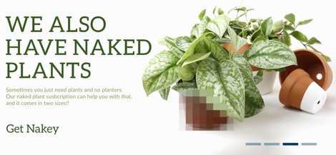Illustration for article titled The Best Places to Buy Houseplants Online